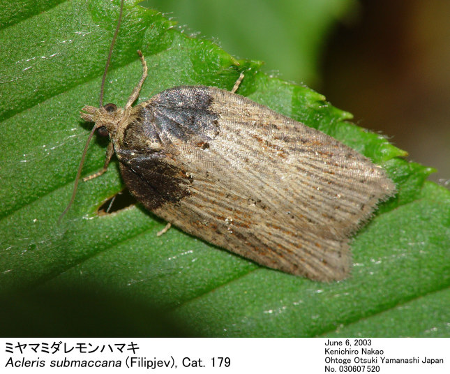 Acleris submaccana 030607520.jpg